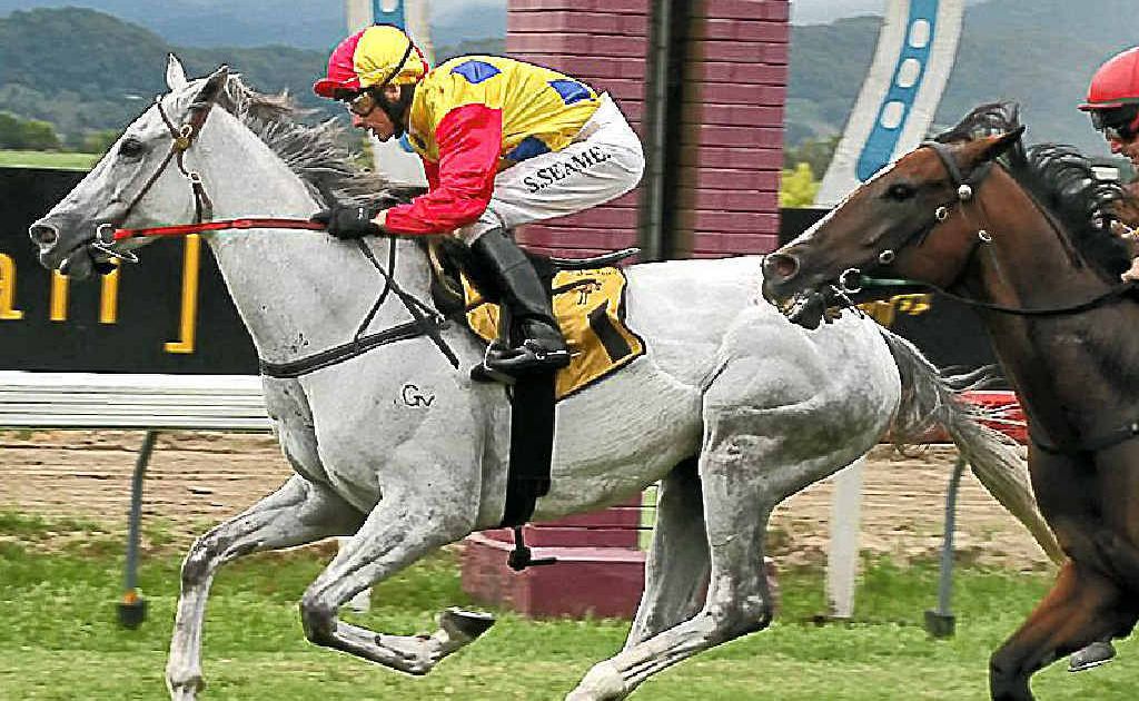 The eight-year-old Bradfield has been nominated for the Murwillumbah Services Club Cup. The eight-year-old Bradfield has been nominated for the Murwillumbah Services Club Cup.